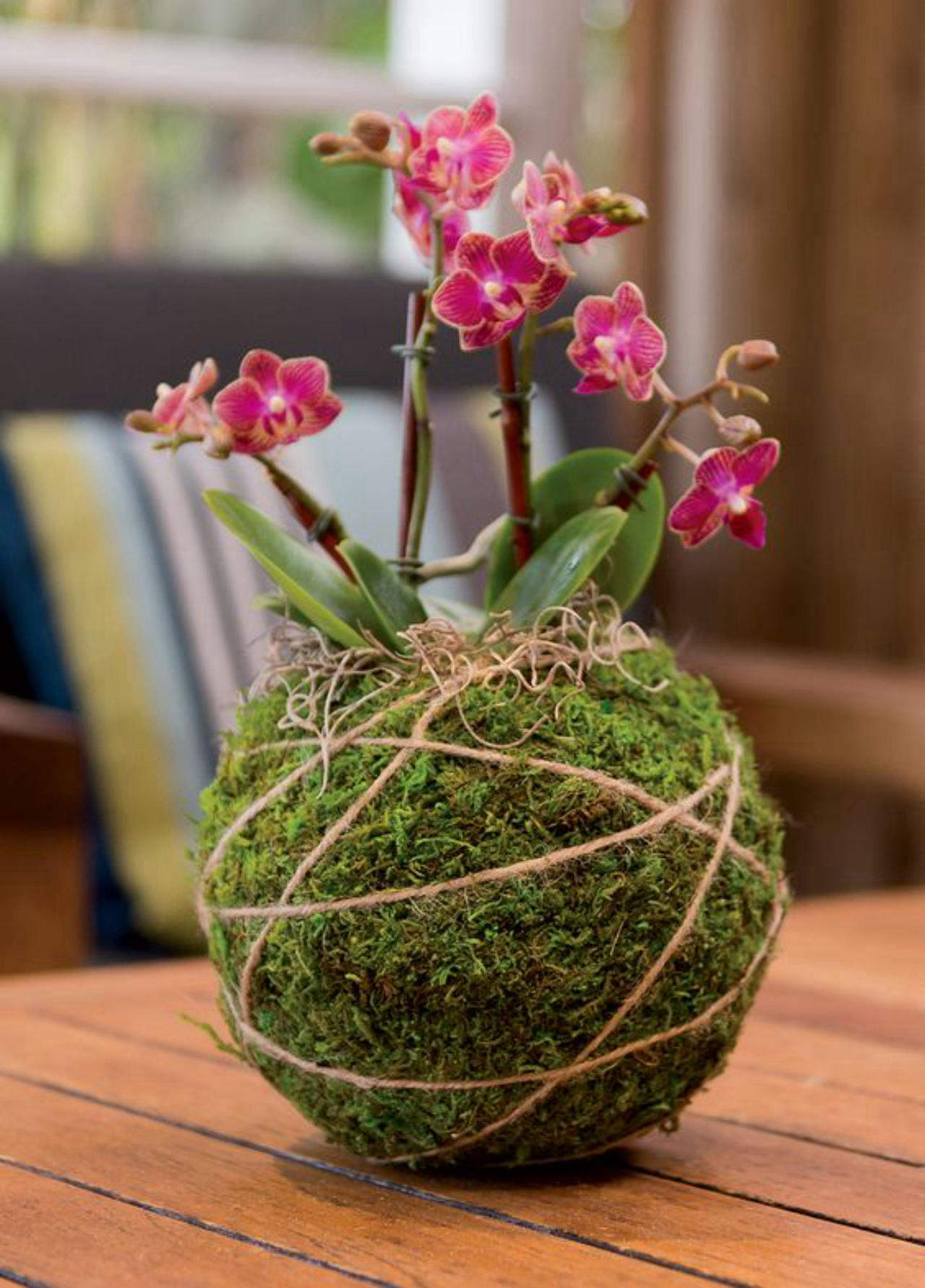 kokedama.jpg